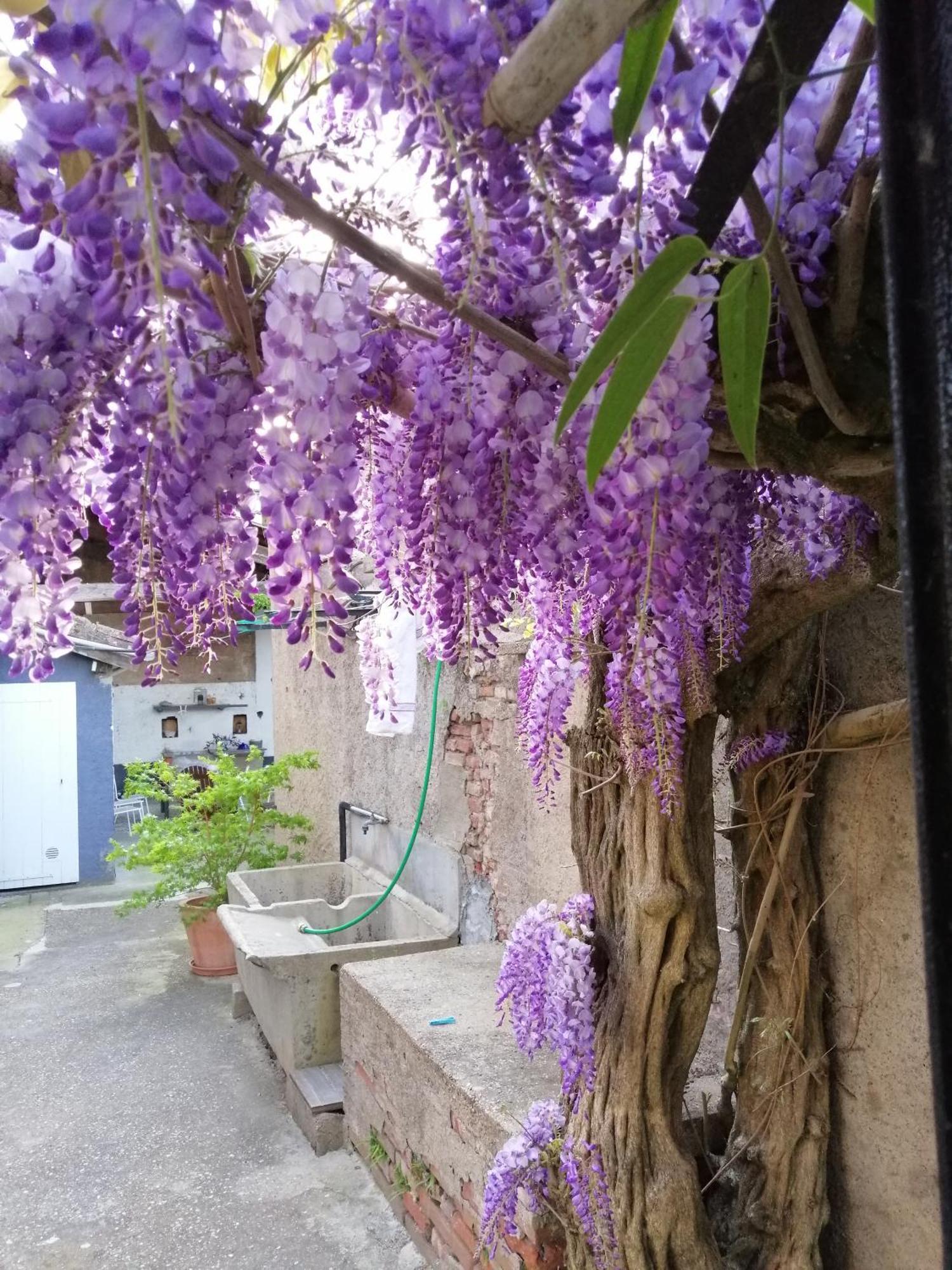 B&B La Maison De Julia Albi Dış mekan fotoğraf